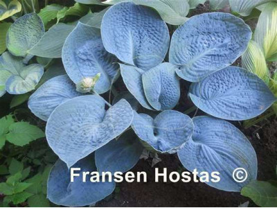 Hosta 